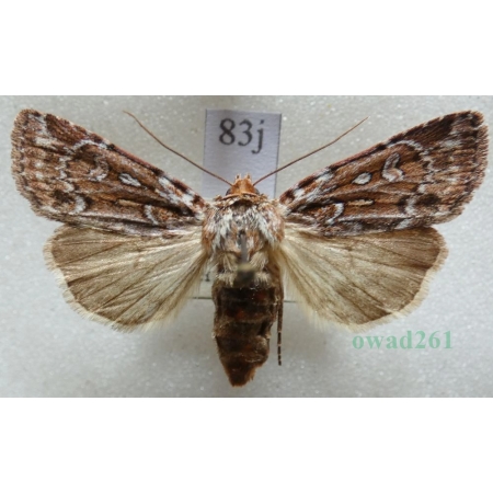 Lycophotia porphyrea (Denis & Schiffermüller, 1775) Czech83j